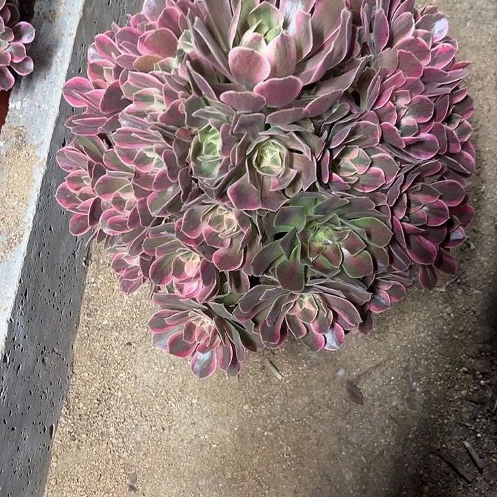 多肉植物粉女妖锦……