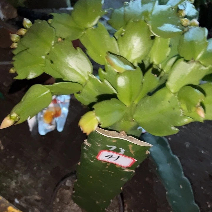 健***乐.41号带盆073嫁接苗