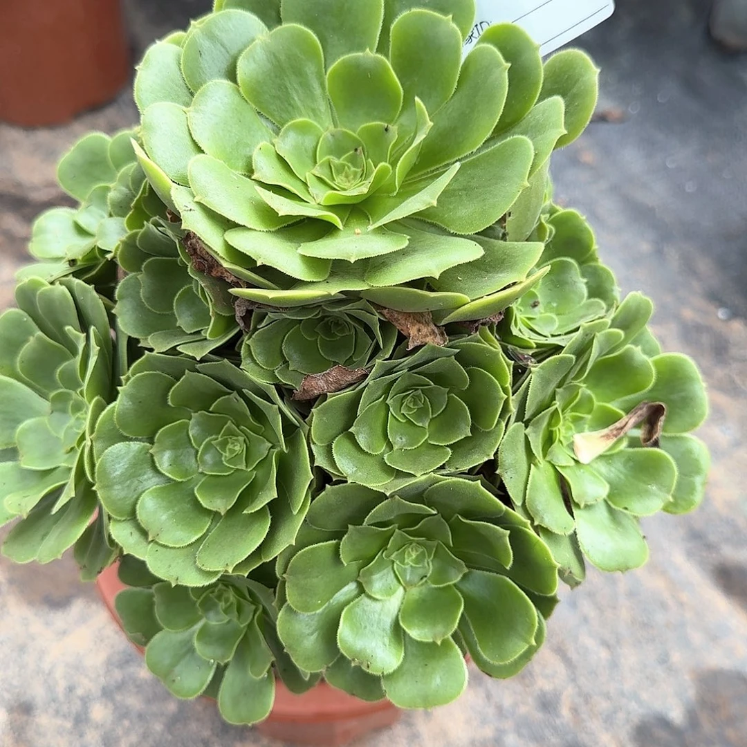 随***风绿洋绒多肉法师198