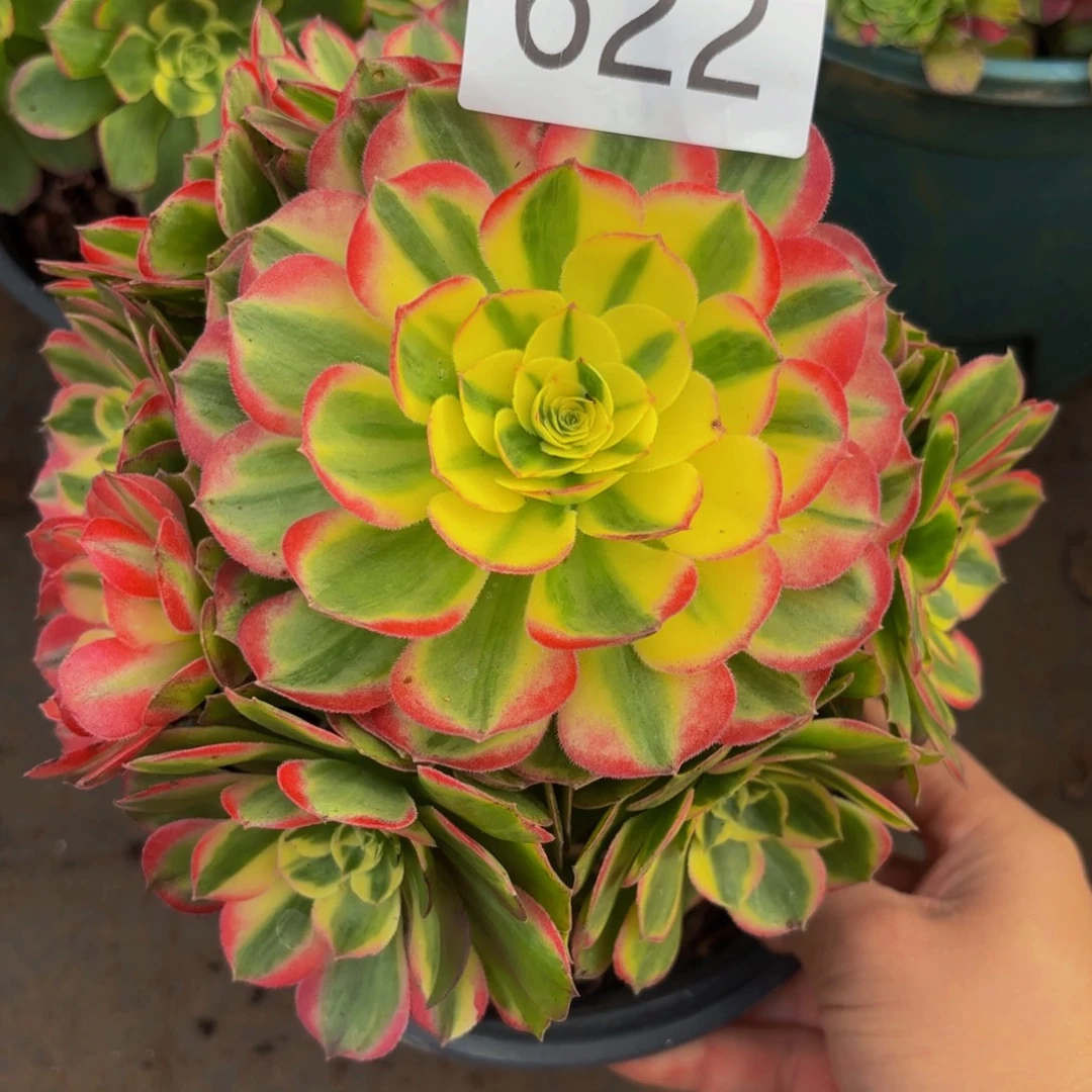 622多肉植物海鲜特价