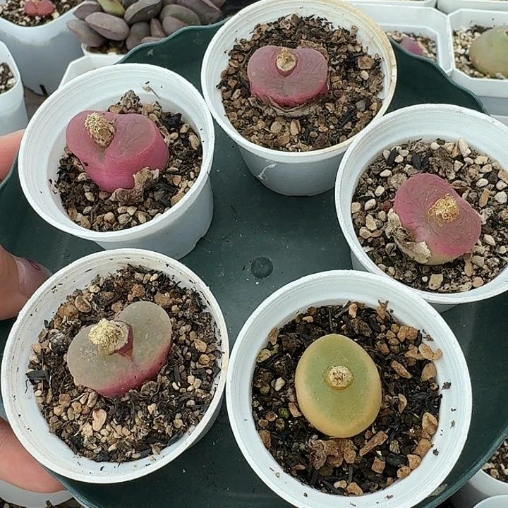 老马生石花彩毛2131
