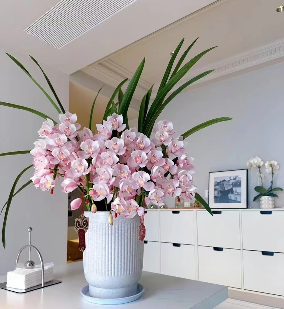 年宵花大花惠兰拱兰 （六朝金粉）室内高端花