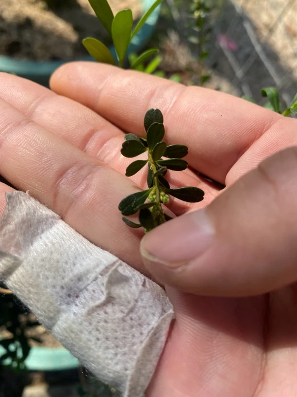 凤米黄杨一物一拍