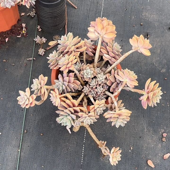 多肉植物，淡雪一颗
