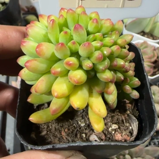 128乙女心缀一物一拍多肉