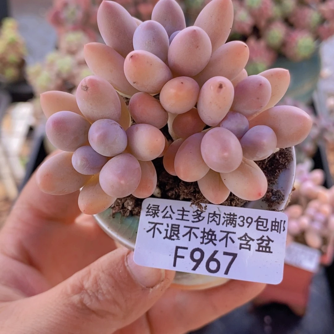 黄金手指5cm967多肉植物