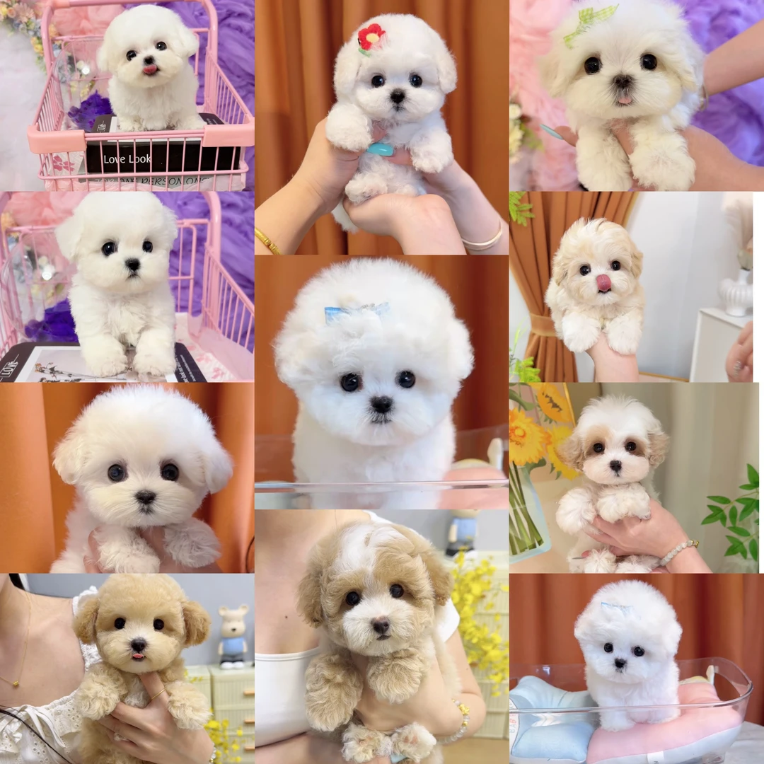 杭州宠物狗泰迪熊 比熊 马尔泰 约克夏 马尔济斯小型犬活体