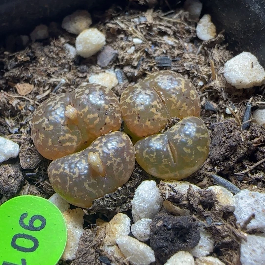 泡泡勋章多肉植物901