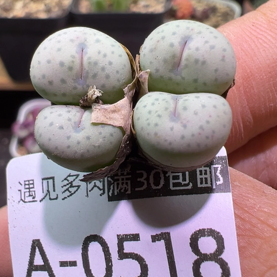 多肉植物1111111111111