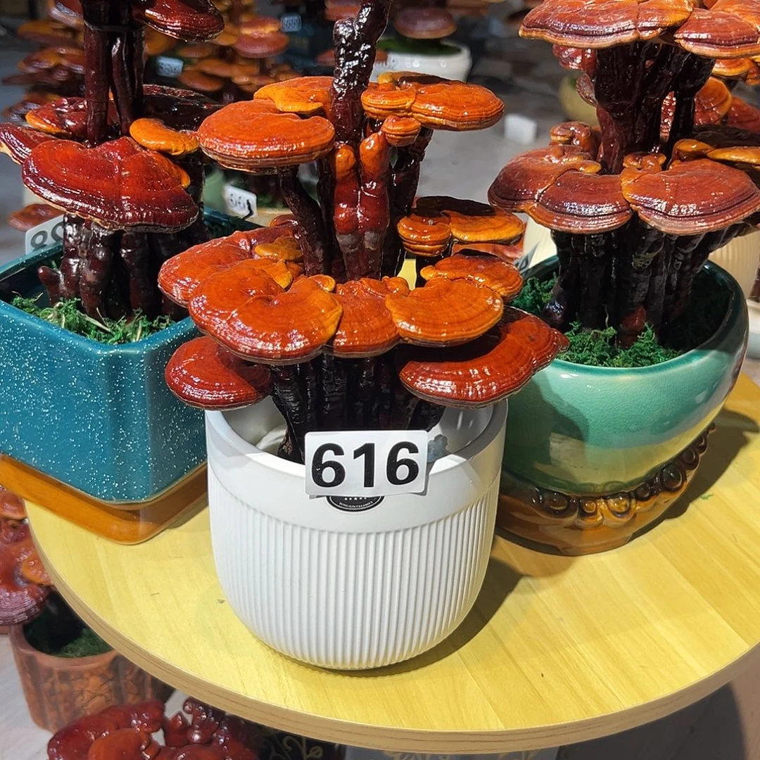 昇***无花朵8888888888