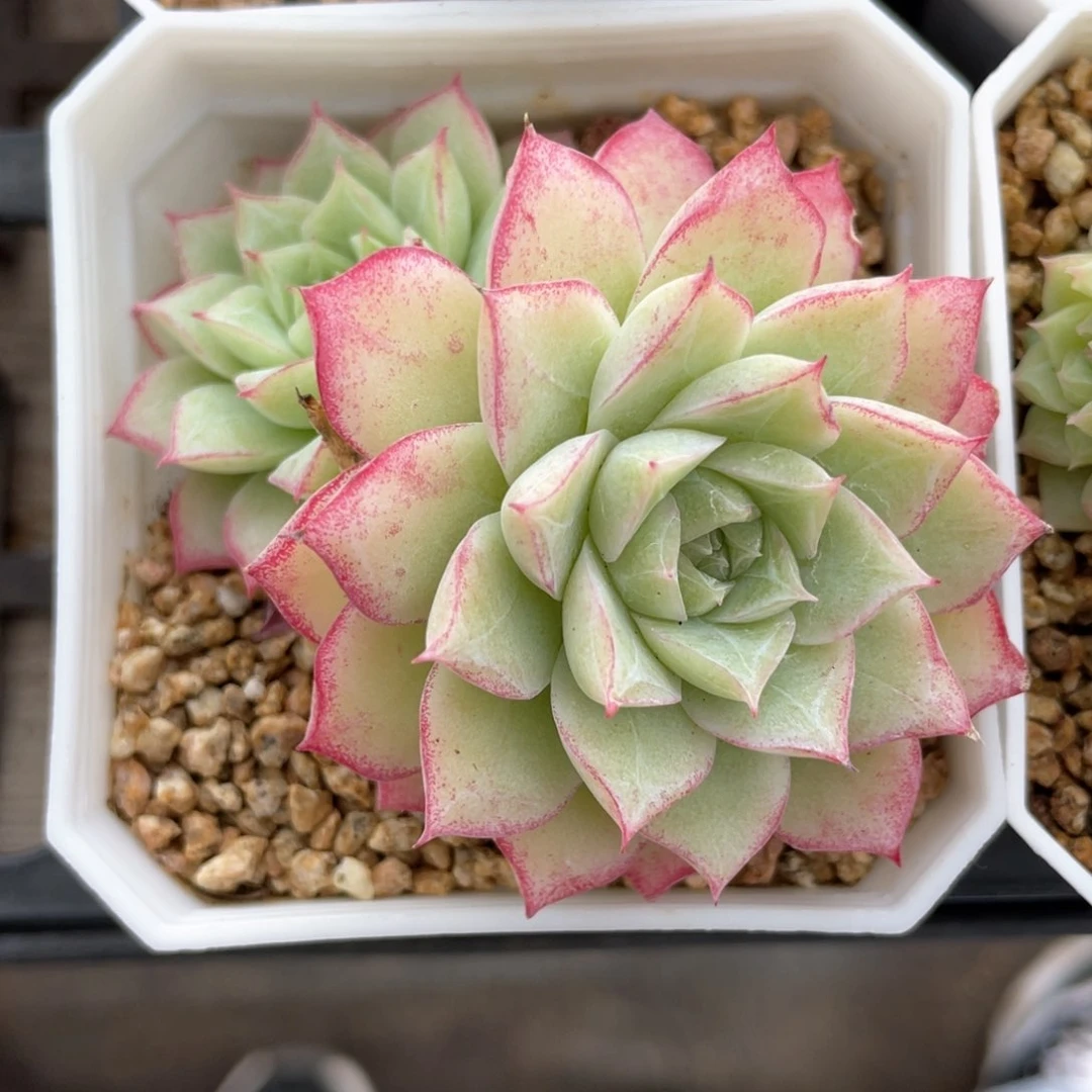 优选玫瑰花女王1660