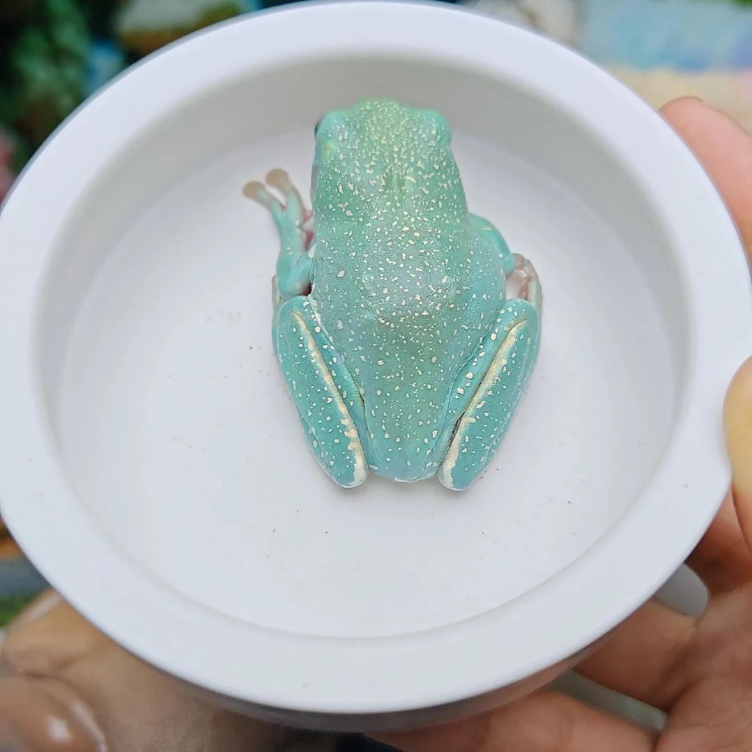 25号大尺寸暴雪蓝蓝清仓福利