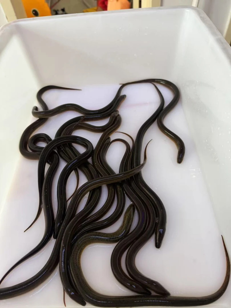 大运河纯野生鳝鱼