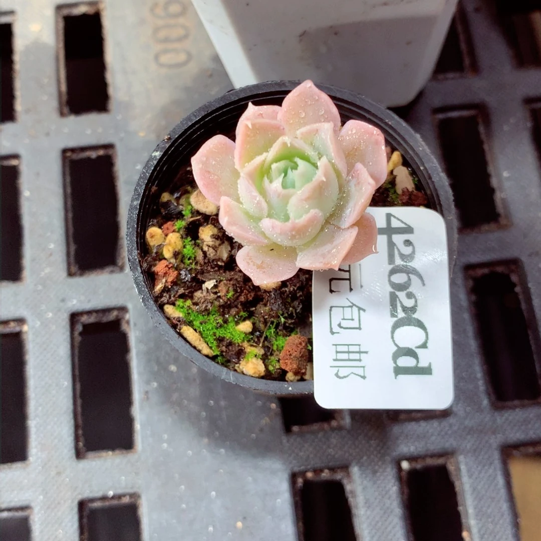 5厘米盆精控多肉4262