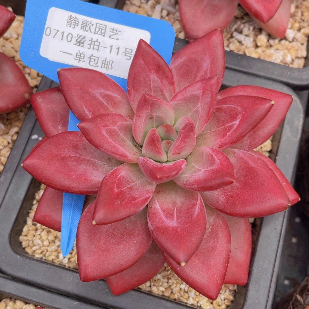 0710-11-精控赫菲斯托大单头一颗量拍