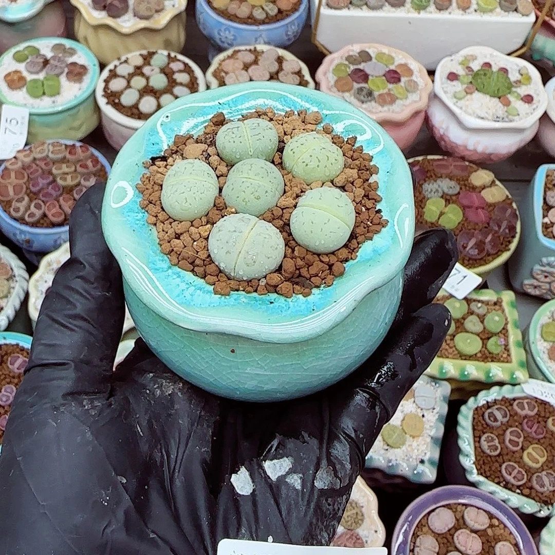 生石花满18包邮1020-85