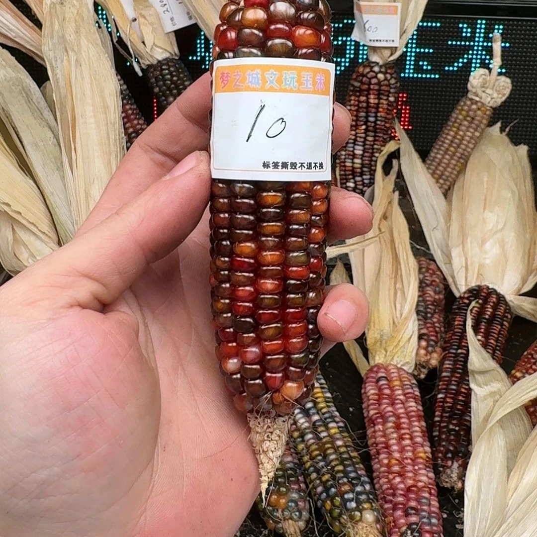 柏香籽/百香籽吊坠一*。