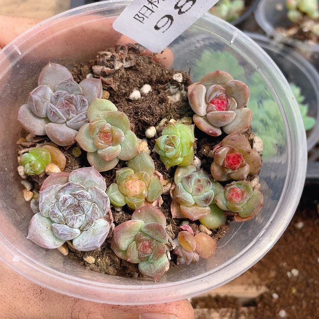 多肉植物多肉植物987