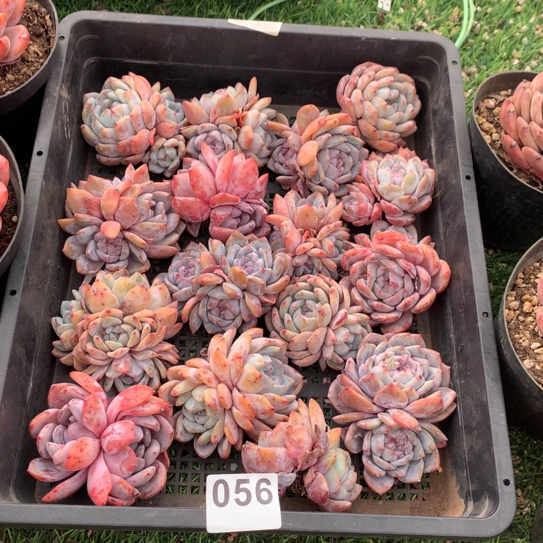 056橙子多肉植物组合