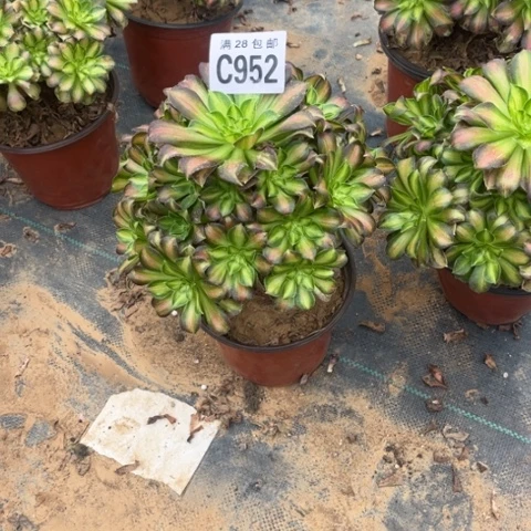 952韶华不包断枝