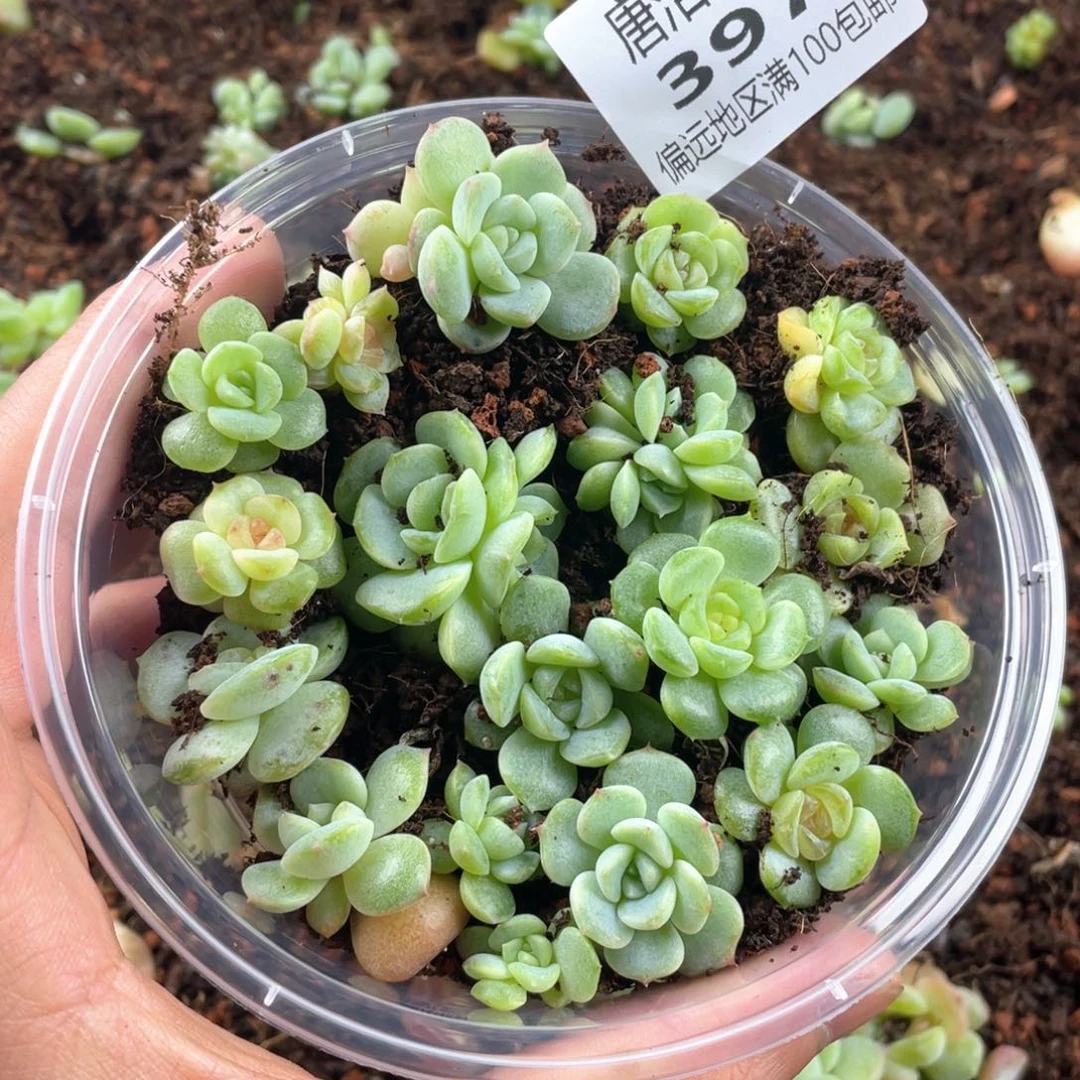 圆叶彩糖混一物一拍397