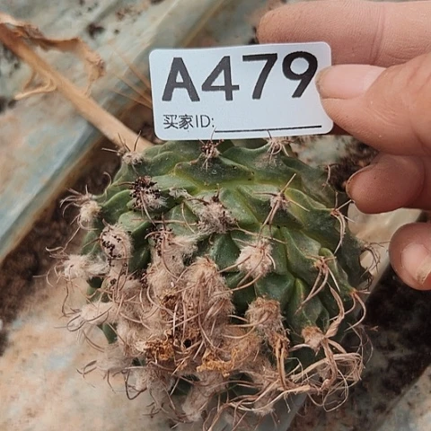 完全开放479富力球