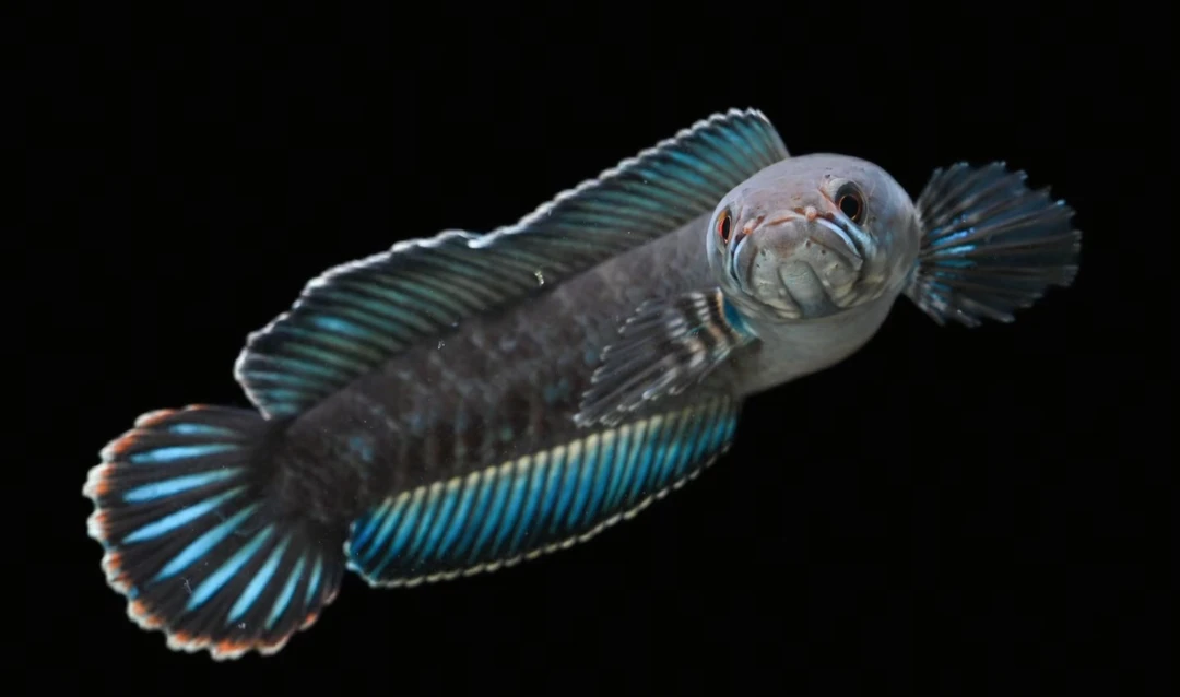 印尼精品人工阿萨姆奶茶雷龙鱼顺丰双包