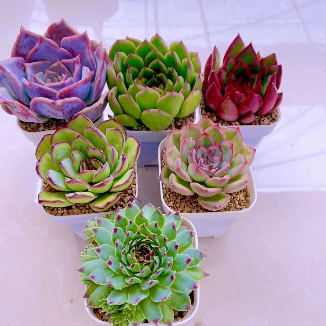 多肉植物  指定 六颗  送盆土（6厘米左右）