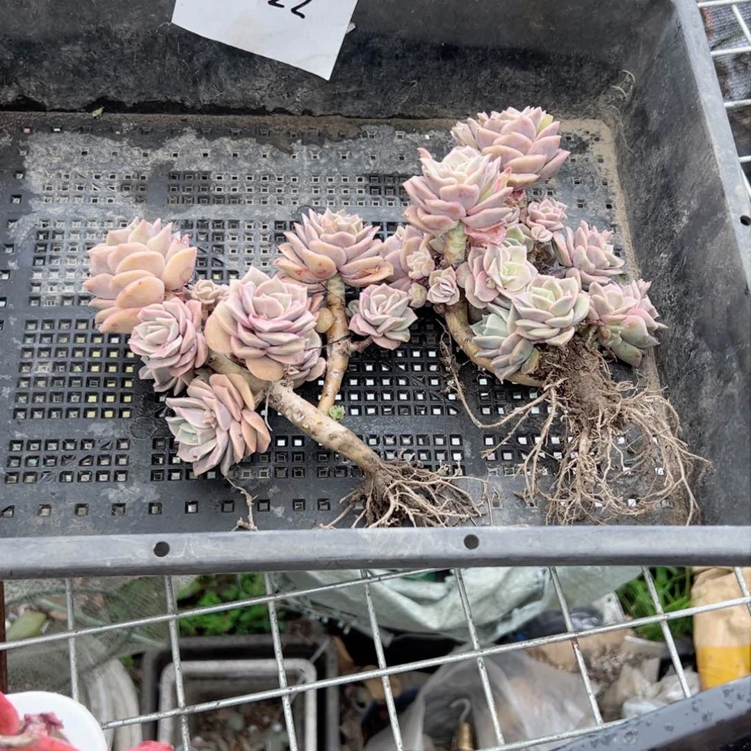 可*可爱玫瑰22号2颗