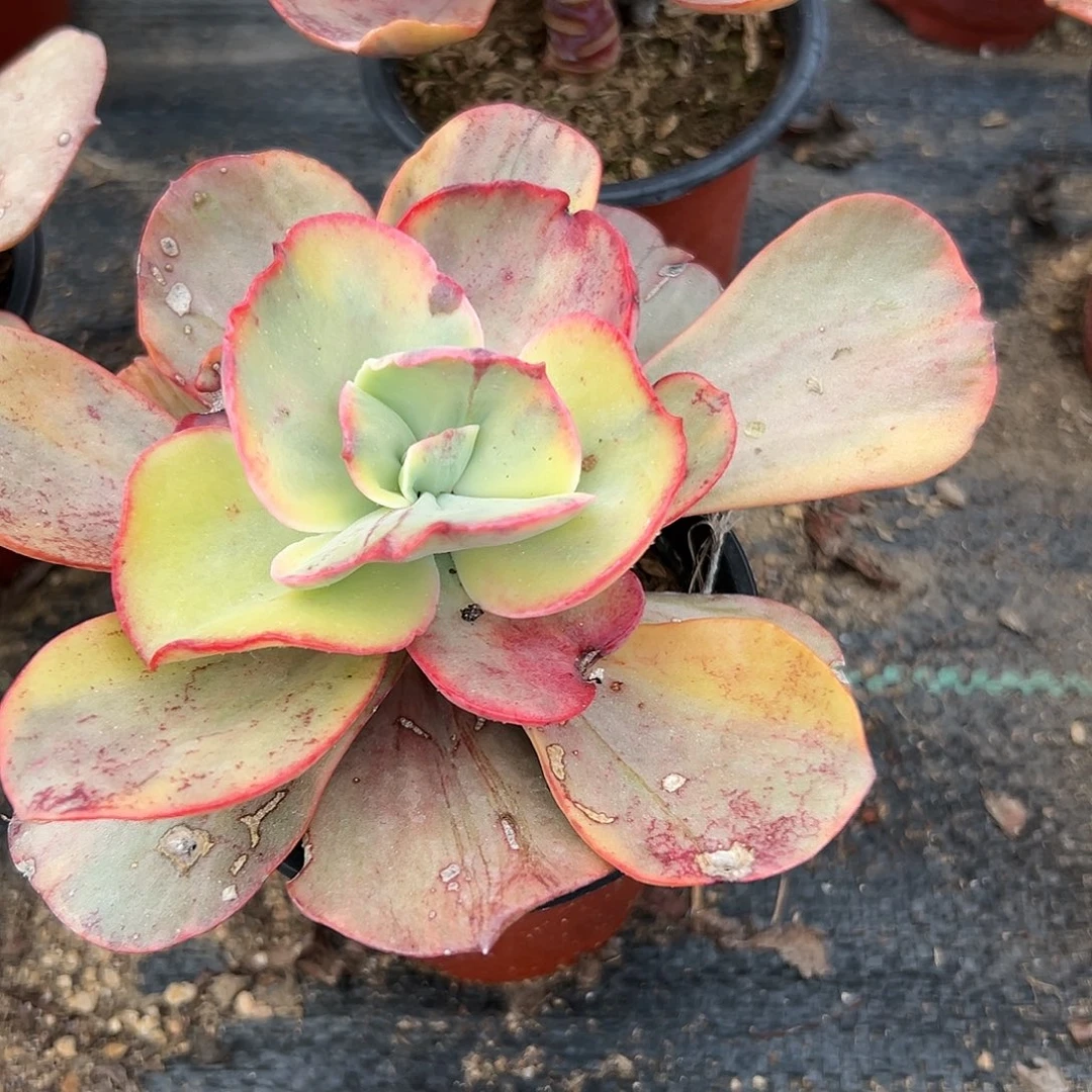 多肉植物多肉植物