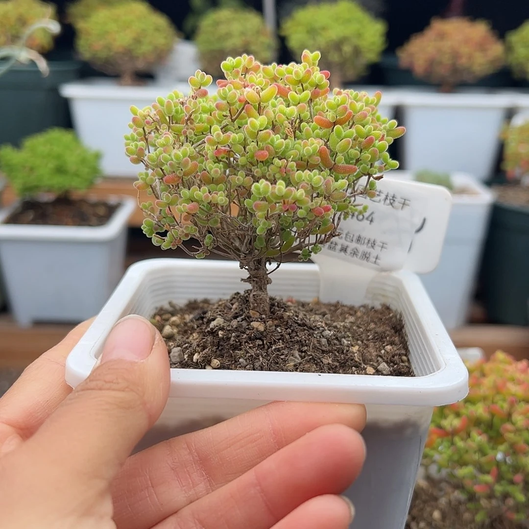 464号密橘糖球开播福利12.14多肉