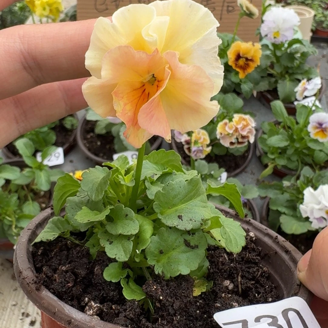 大部分花苞少量开放730