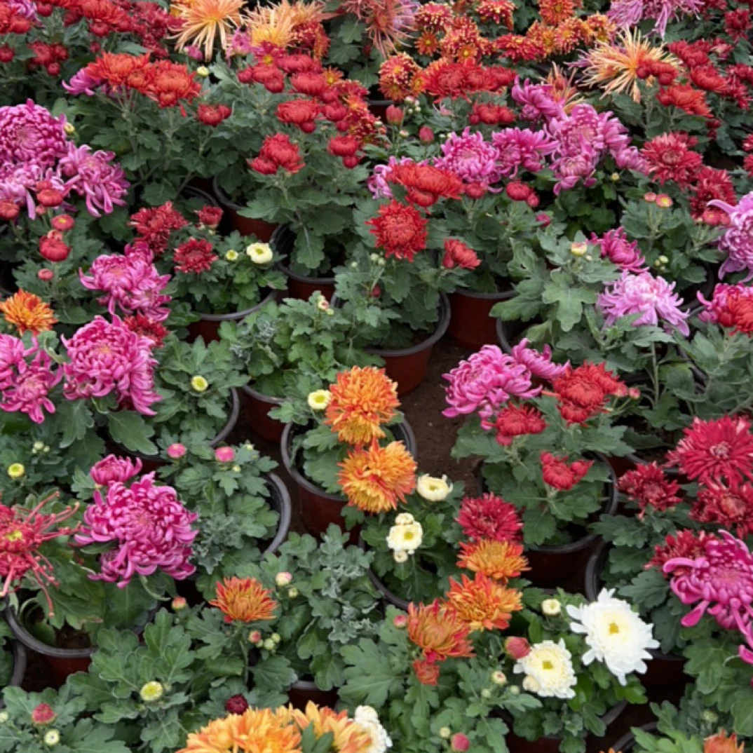 断枝不售后 慎拍【一盆双色】母本处理3分支不售后 大花线型菊花