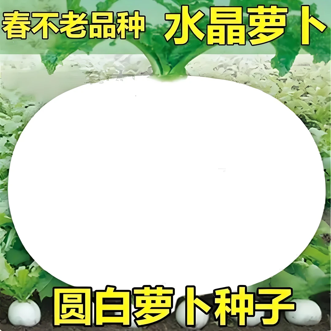 圆白萝卜种子四川春不老萝卜种籽蜂糖大萝卜秋冬季农家田园蔬菜孑