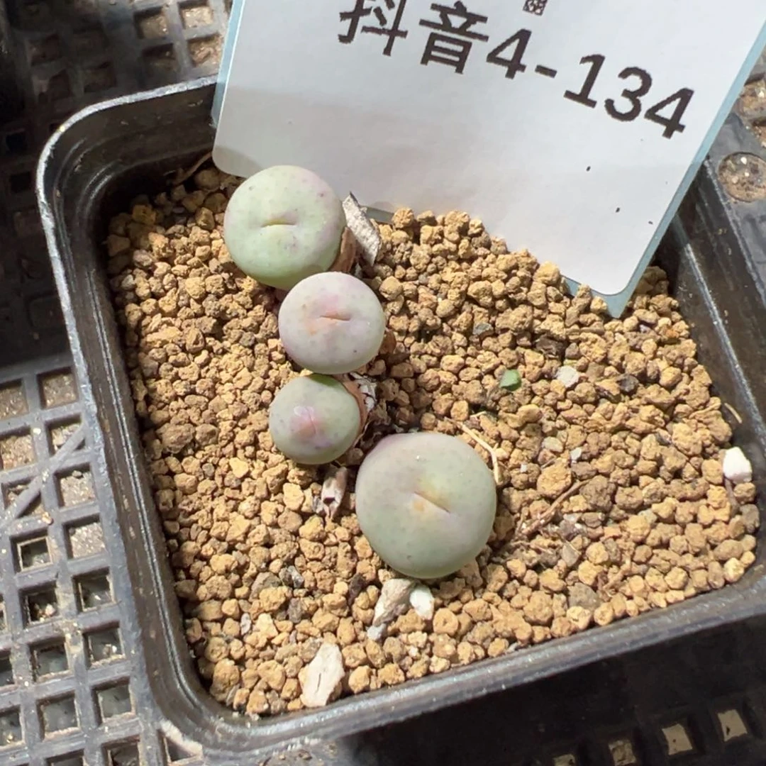 4-134奶油嘴多肉植物，