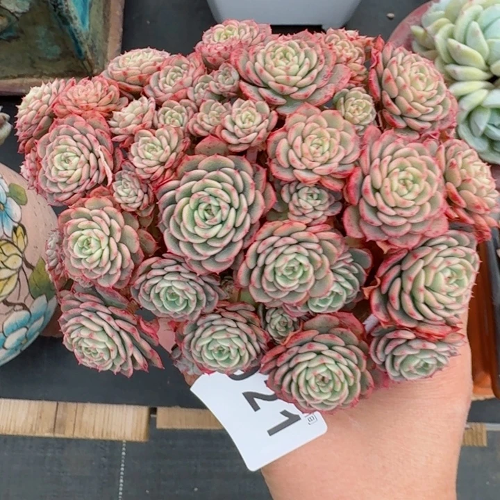 宝贝惊喜         精控精养多肉植物