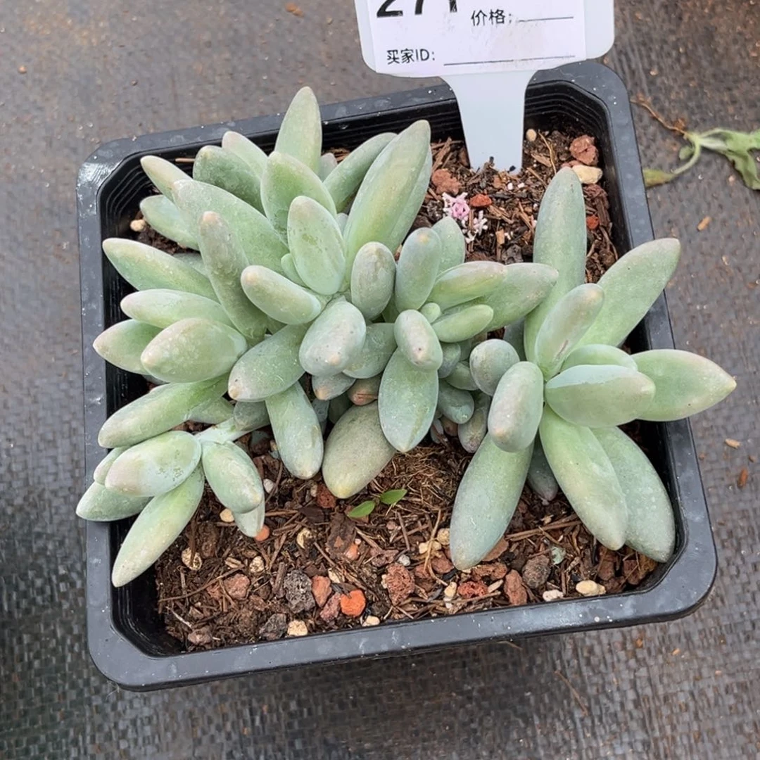 白兰地多肉植物271号