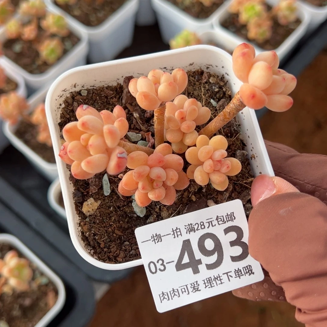 落*.香格里拉多肉多肉多肉多肉多肉