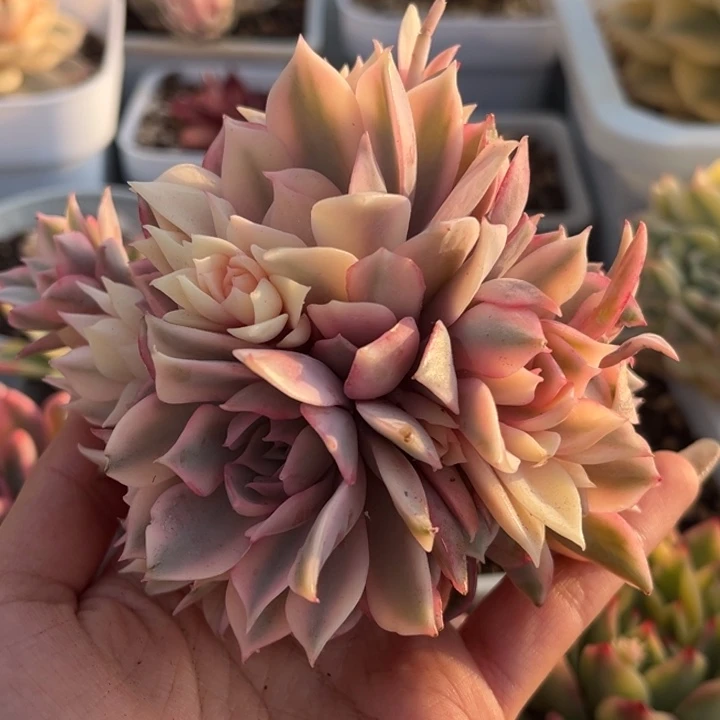 粉蝶锦群生捧花一颗