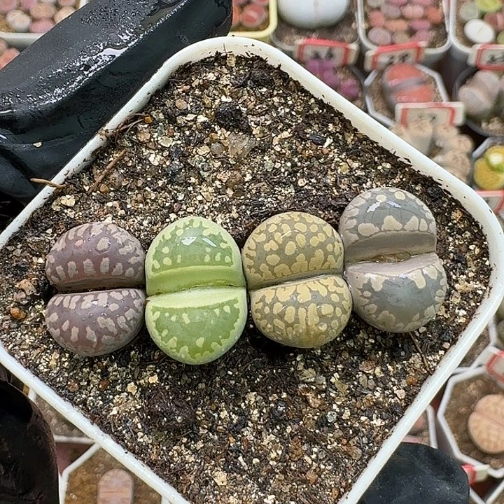生石花3:：：：。  277号