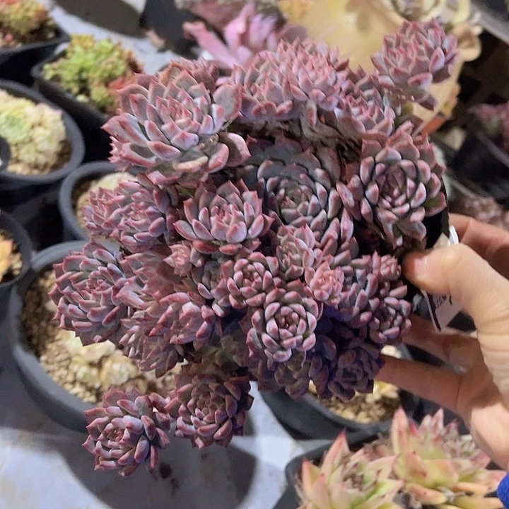 霜花2402多肉植物