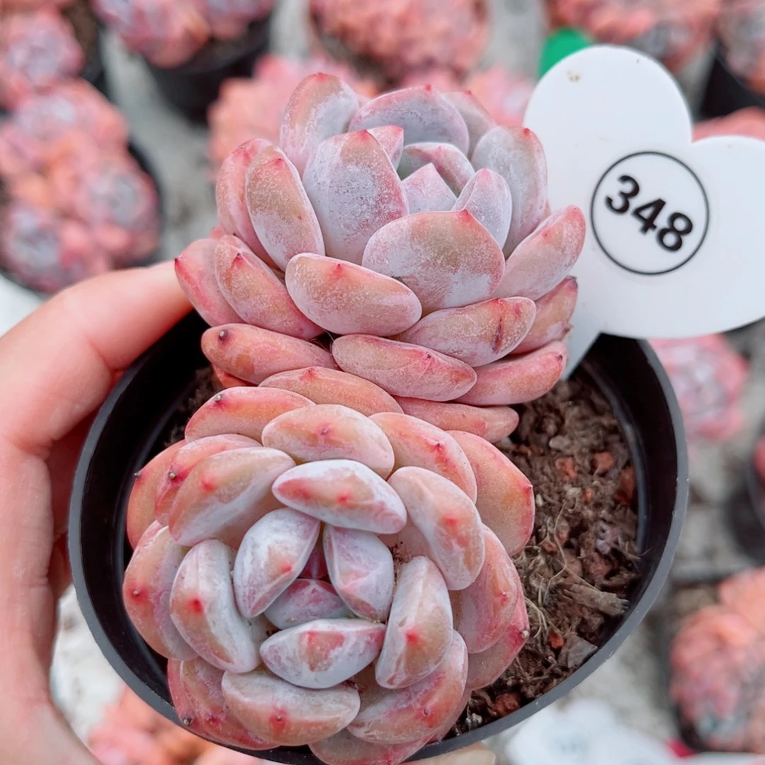 348号小老桩橙梦露双头