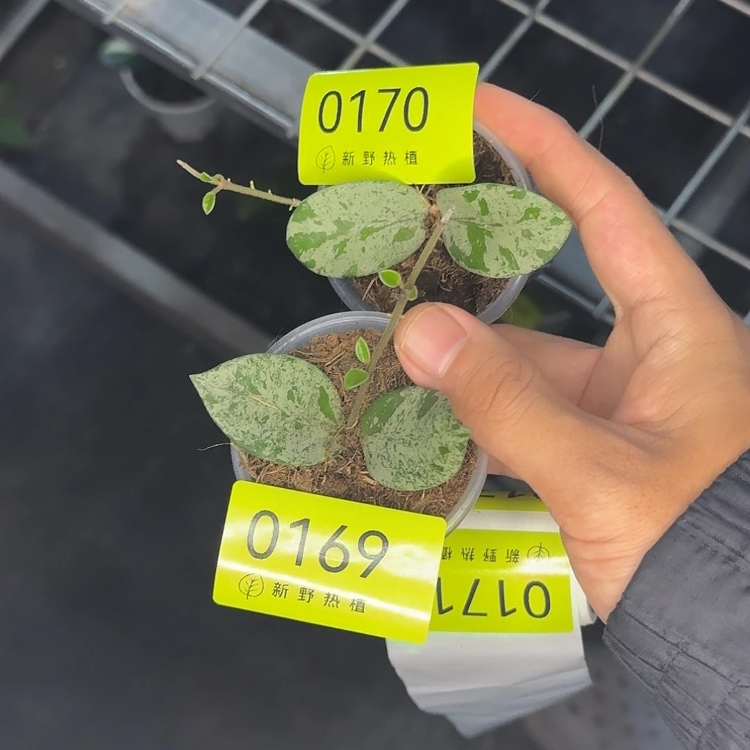 彭***友完全开放0170，0169高斑杂葡
