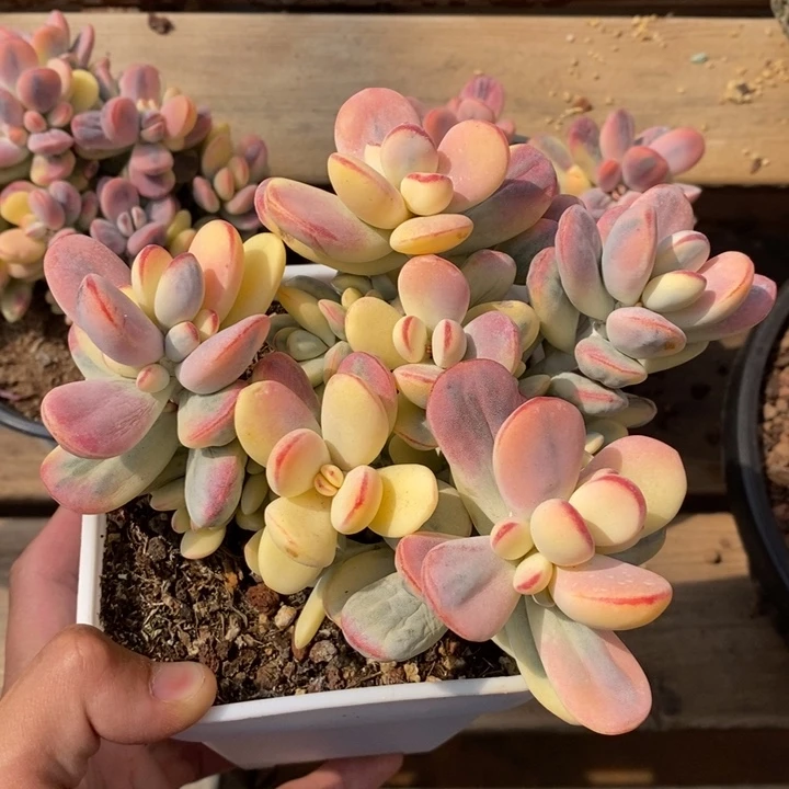 @***莲乒乓福娘锦多肉植物