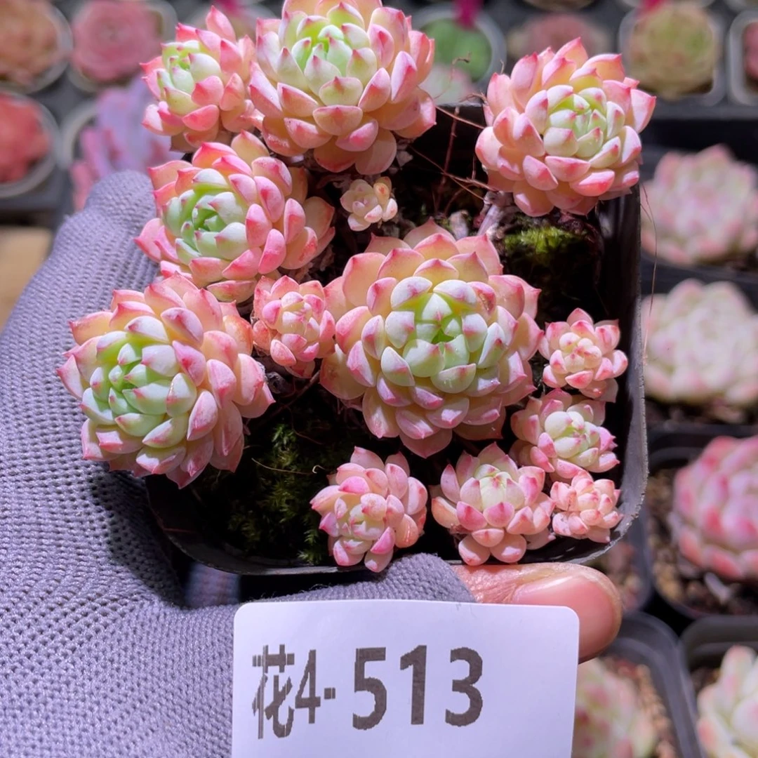 花利美4-513小粉莓