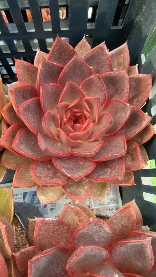 大发光玫瑰单头