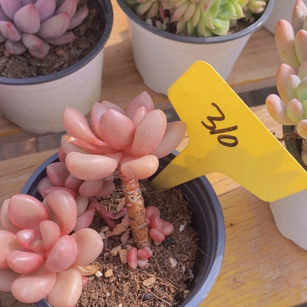 多肉植物，一物一拍，节日活动，3单包邮