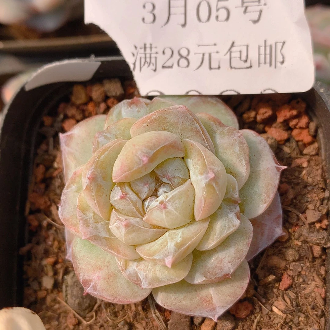 【闪购商品】云3079