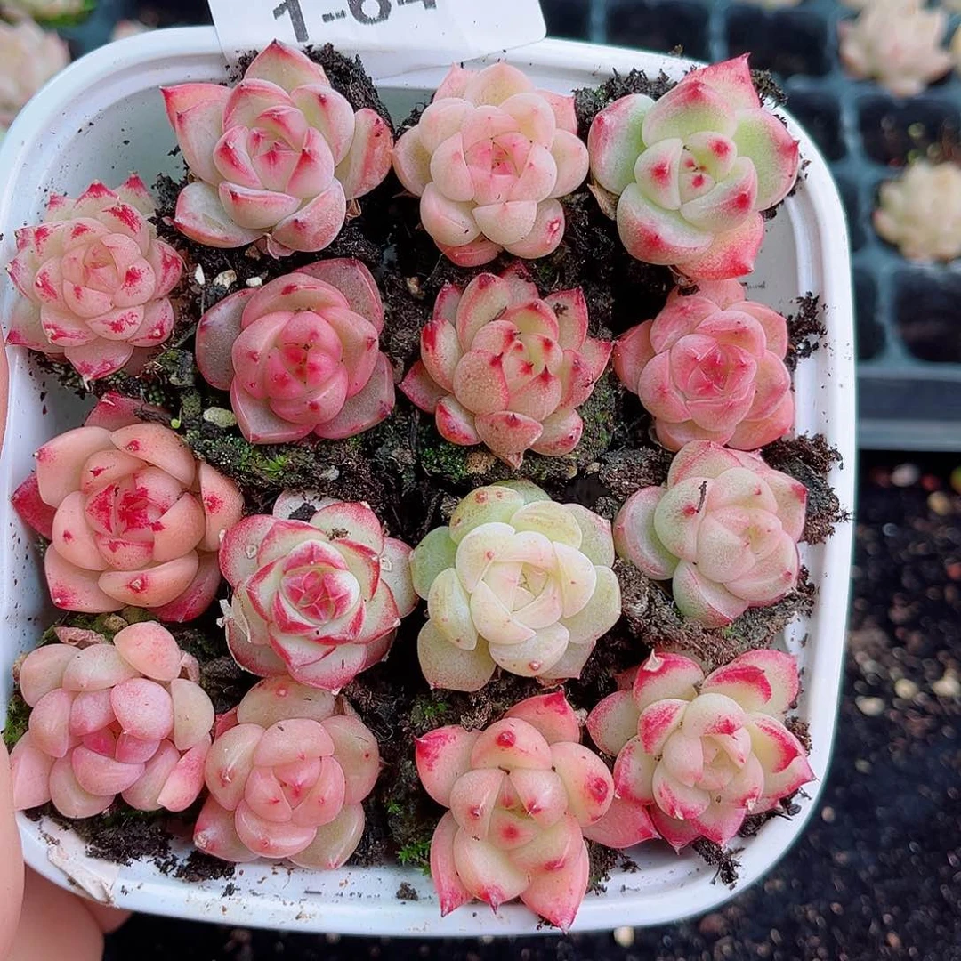 1-641 新疆西藏内蒙零度以下拍保温箱不拍不包损