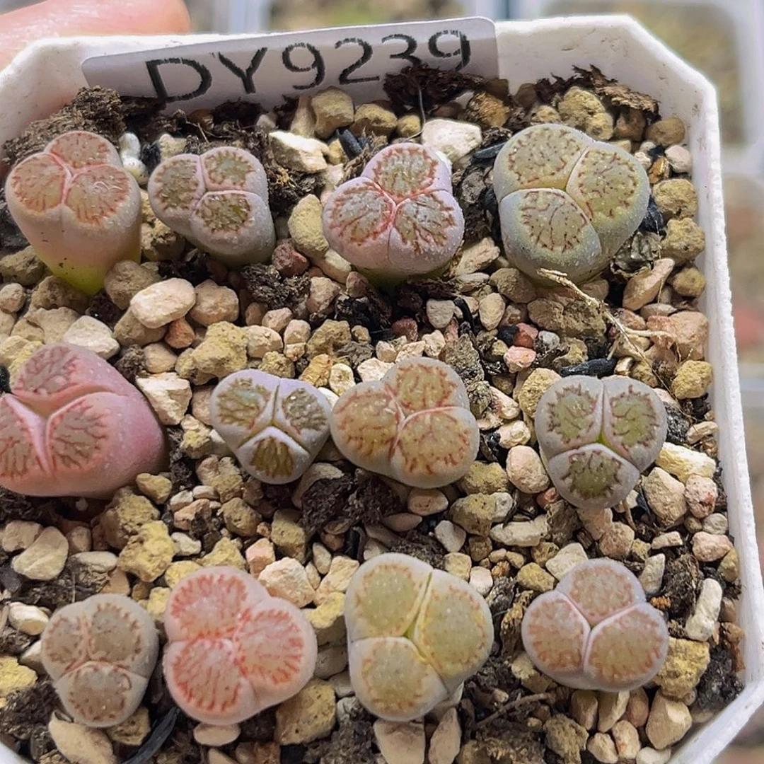 满18包邮红窗菊奔9239